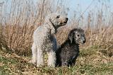 BEDLINGTON TERRIER 157